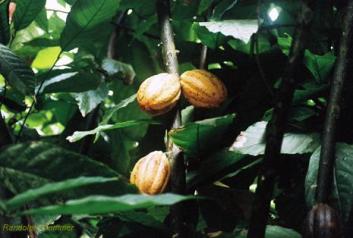 cacao tree cacao tree