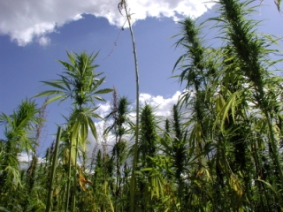 industrial hemp crop