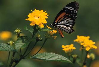 Monarch butterfly on a yellow flower Monarch butterfly on a yellow flower
