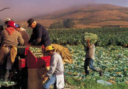 workers on an organic farm
