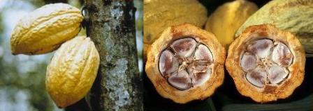 cacao pods and seeds cacao pods and seeds