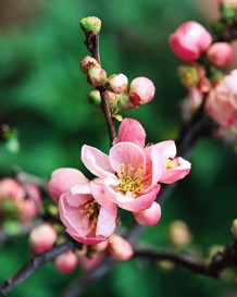 springtime flower buds