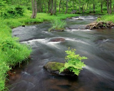 flowing river in green forest