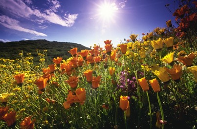 sunny summer field of flowers sunny summer field of flowers