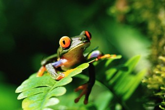 tree frog tree frog