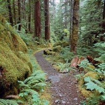 wooded forest path