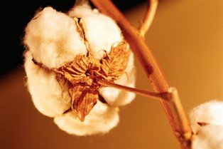 organic cotton plant