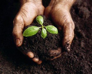 organic plant organic plant