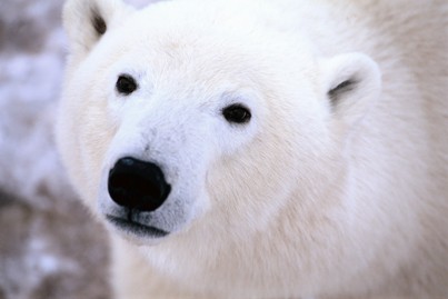 save the polar bear