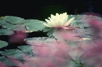 Lotus flower