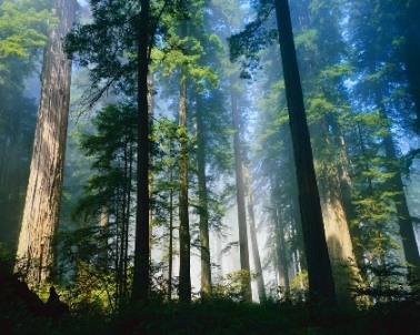 tall forest trees