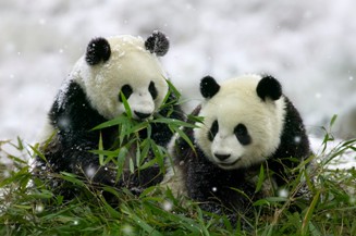panda bears eating bamboo