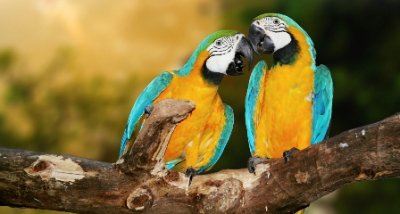 wild birds talking wild birds talking